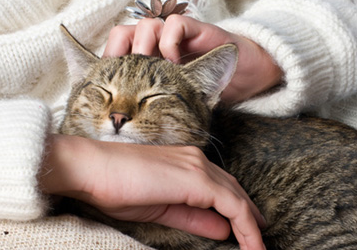 Les bar à chats – des alliés anti-stress –