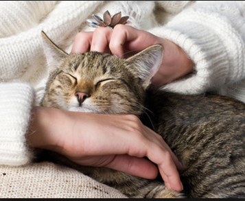 Les bar à chats – des alliés anti-stress –