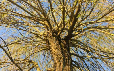 Ménage de Printemps et Boost d’Energie