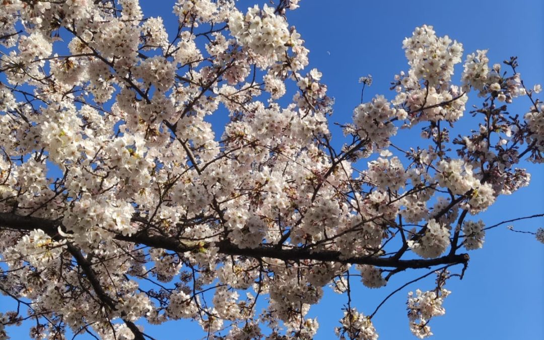 Comment accueillir et bien vivre le Printemps